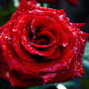 Meet your Posher, Yvette